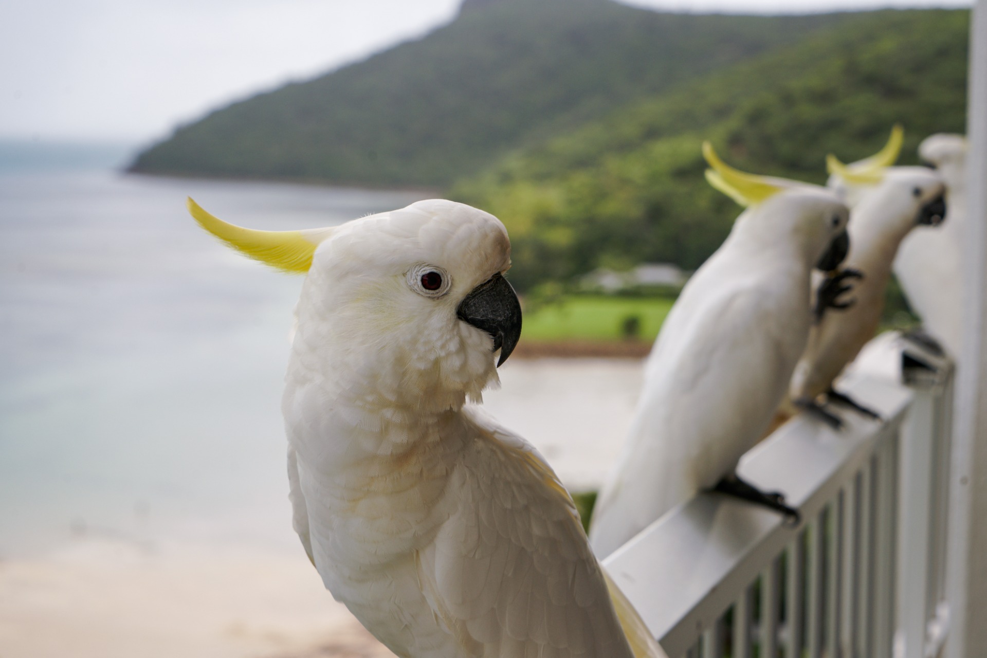 Sorbanállás a lepottyanó falatokért.